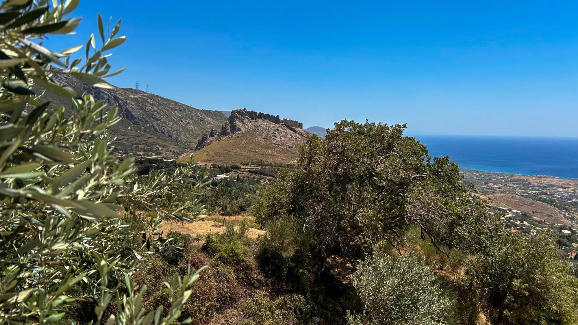 Drys Mekoynida * Karystos (Evia)